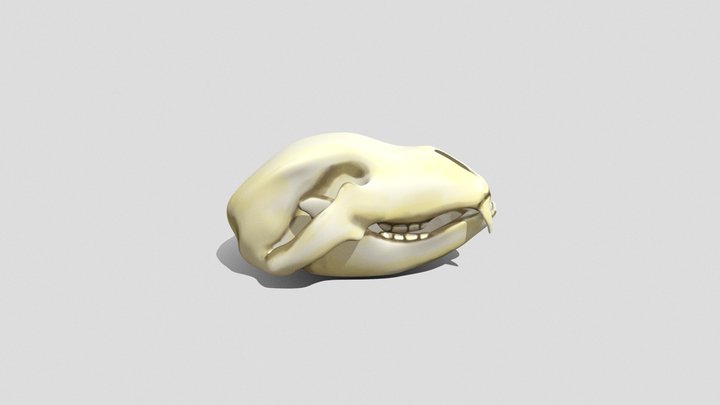 Grizzly bear skull sketch 3D Model