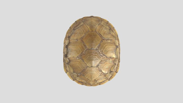 yellow-mud-turtle-shell 3D Model