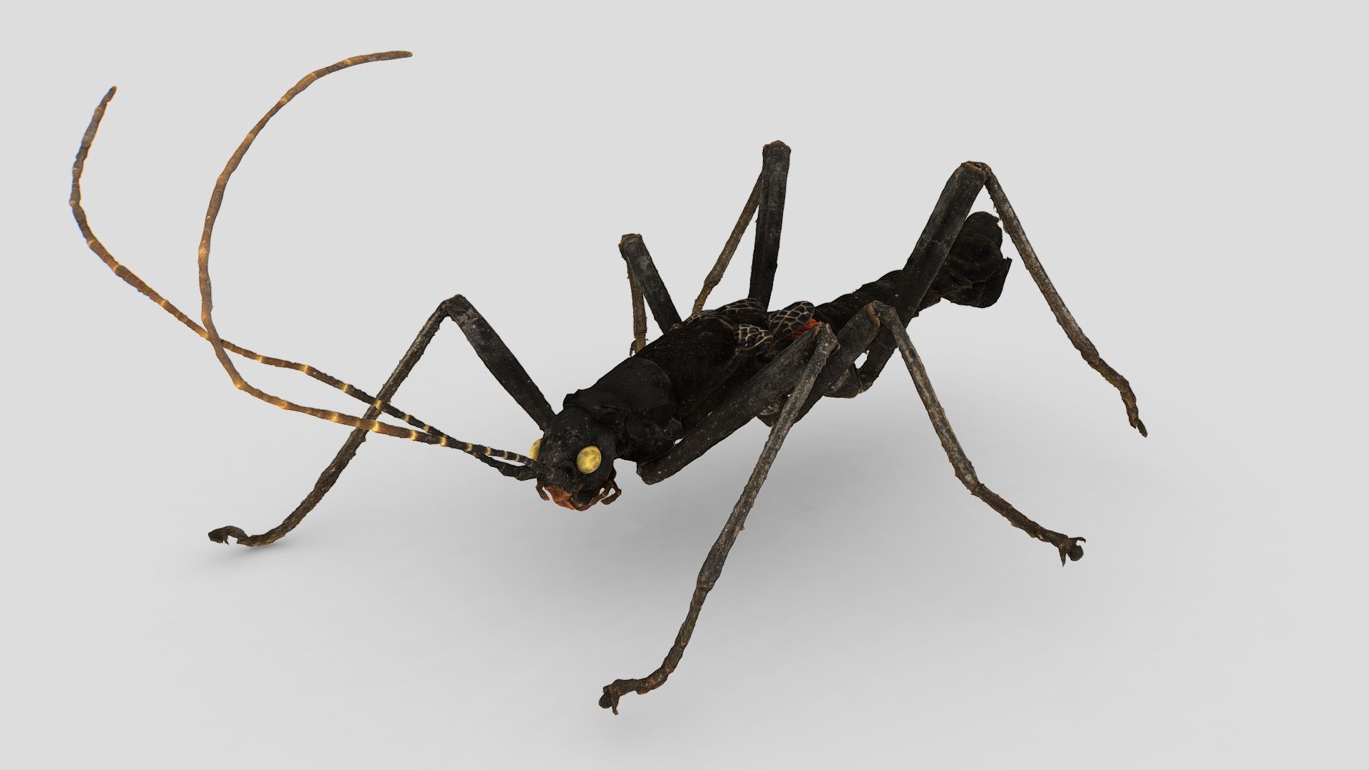 Peruphasma schultei [male]