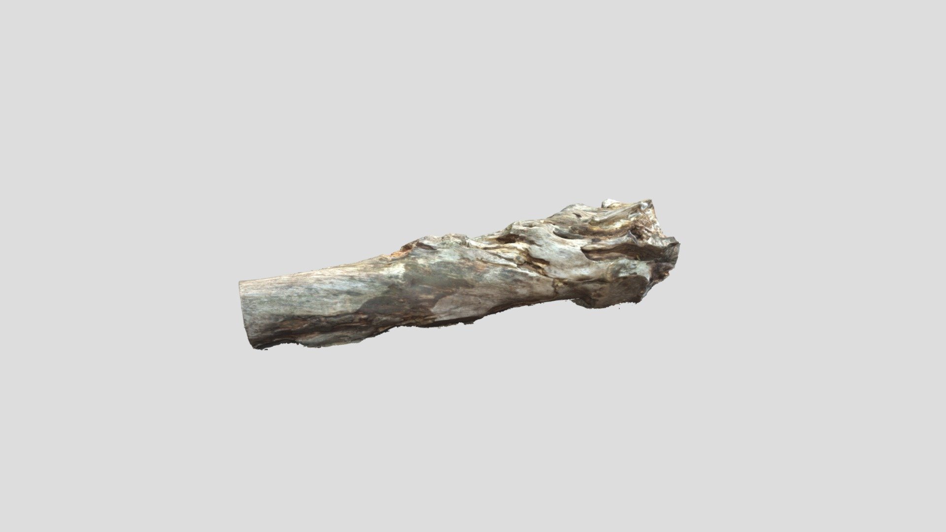Tree Trunk - Rotterdam