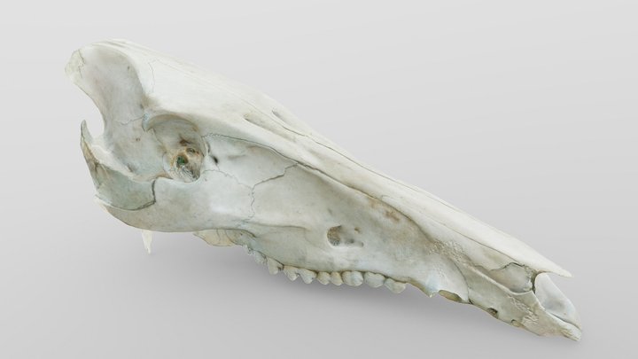 Wild Boar Skull 3D Model