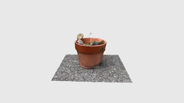 Cactus 3D Model