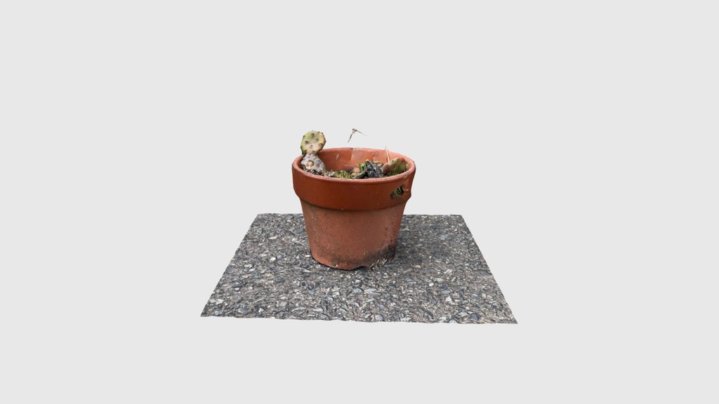 Cactus