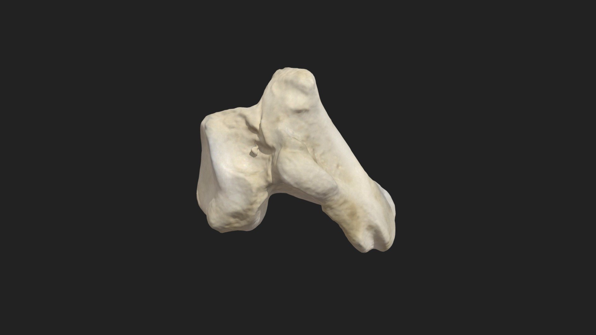 ulnar carpal bone (os carpi ulnare) pigeon