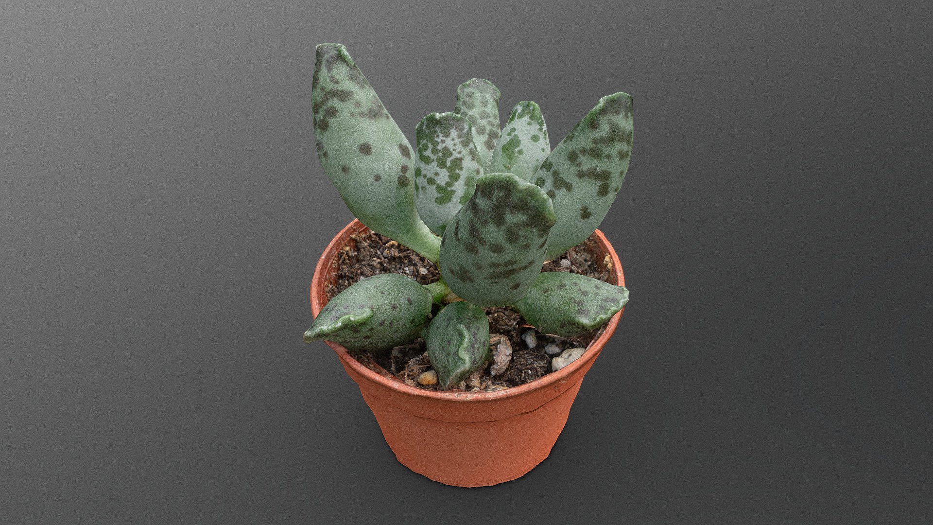 Adromischus succulent young
