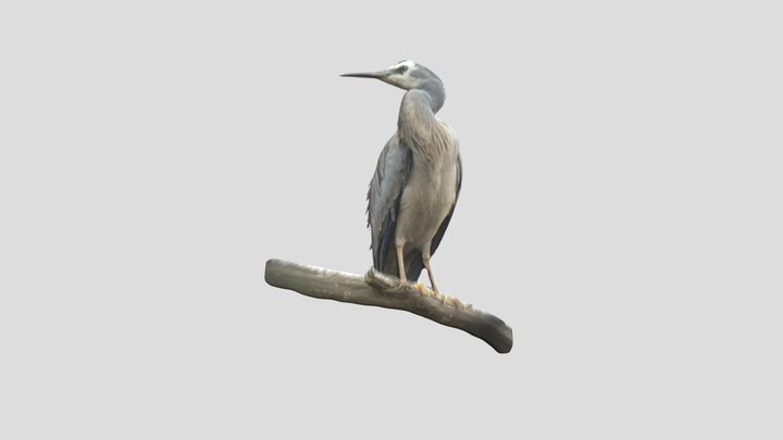 Heron (Bagula)