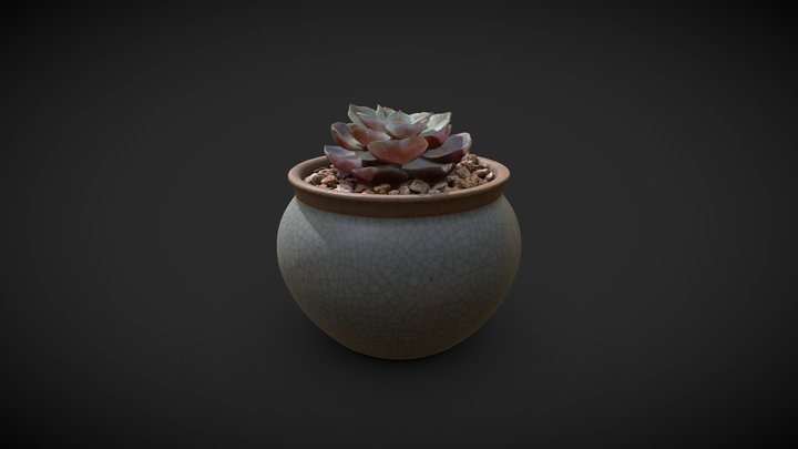 Succulent Plants 3D Model