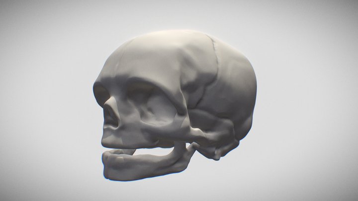 Skull: Human Infant 3D Model