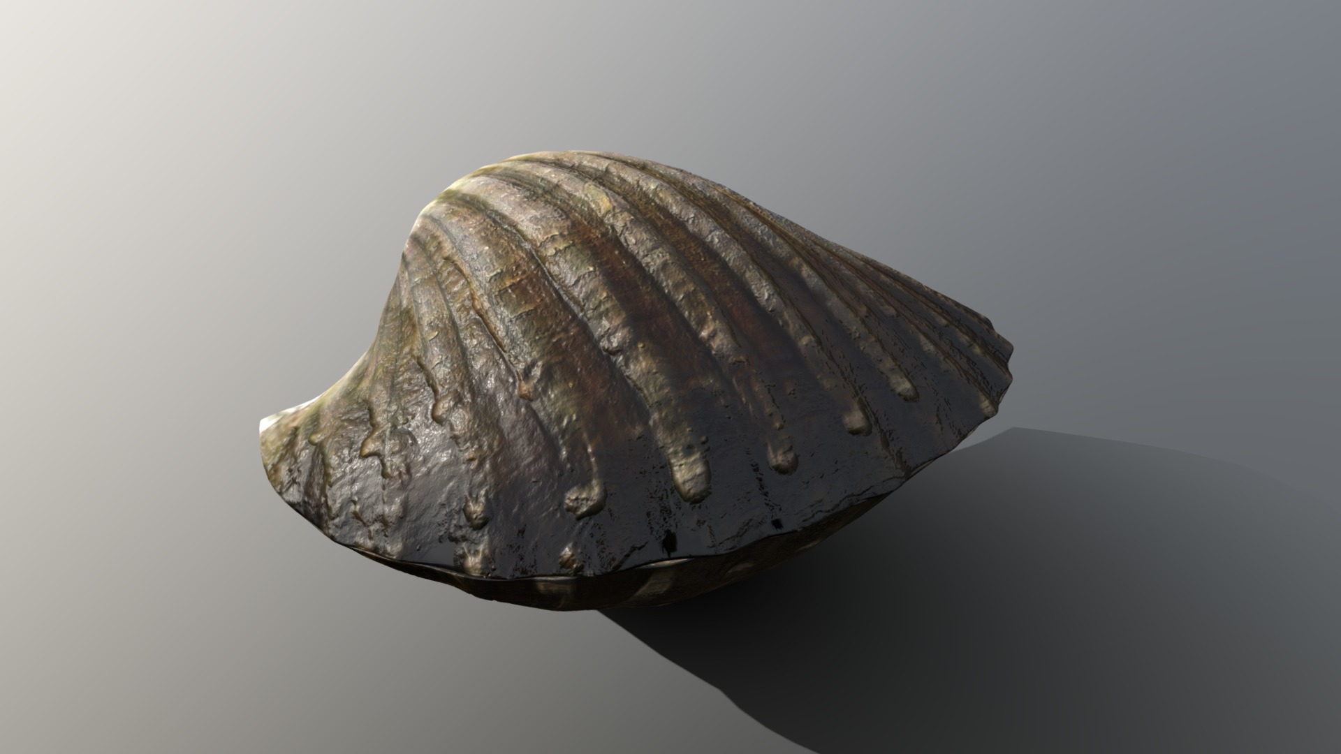 3D model Tegillarca granosa Clam - This is a 3D model of the Tegillarca granosa Clam. The 3D model is about a stone with a rough surface.