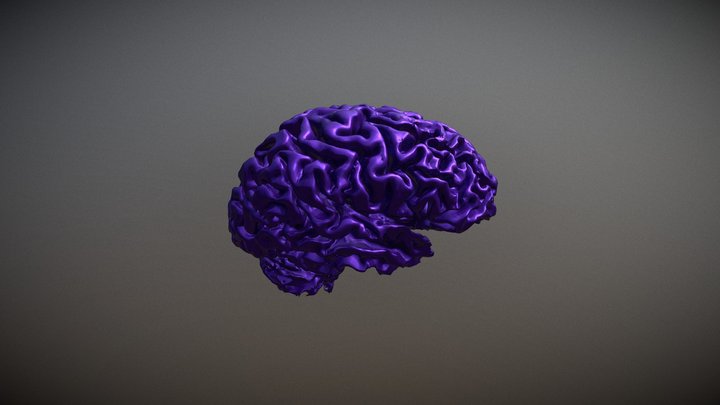 Brain 3D Model