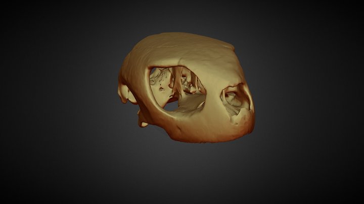 Tortuga Verde 3D Model