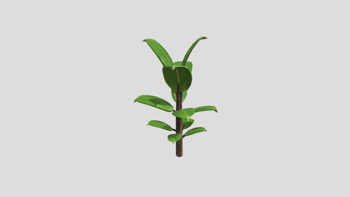 CGT 116 A8 Thomas Hynes Plant 3D Model