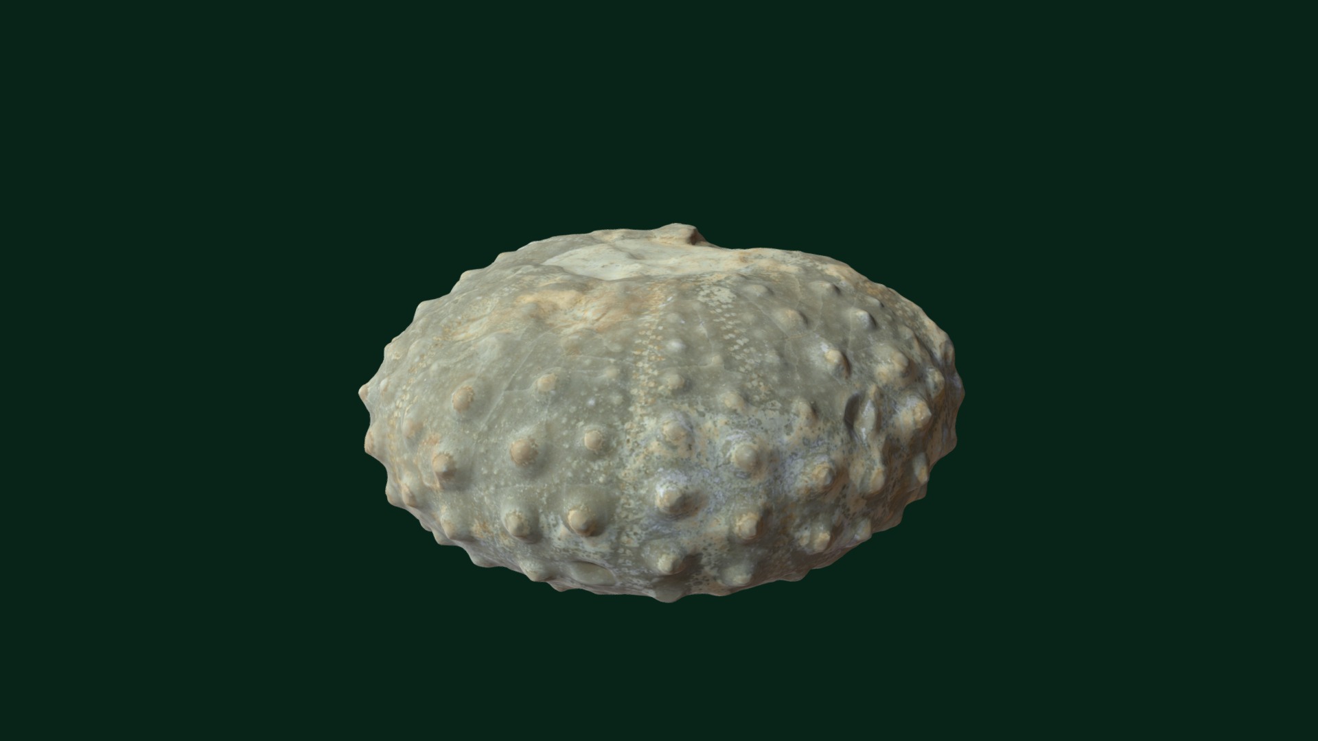3D model Phymosoma texanum - This is a 3D model of the Phymosoma texanum. The 3D model is about a close up of a rock.