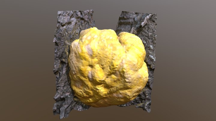 Laetiporus sulphureus (?) 3D Model