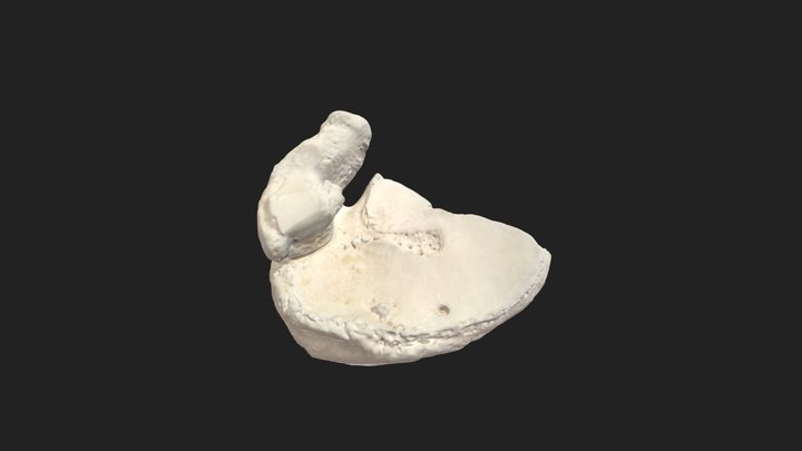 Tarsal_bone 3D models - Sketchfab