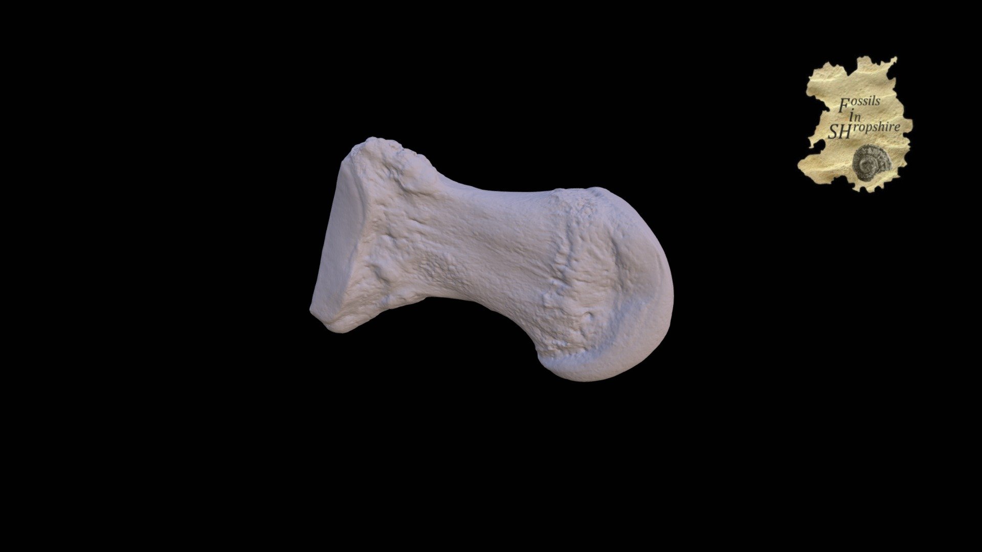 Mammoth metacarpal