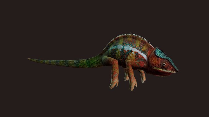 Chameleon with photorealistic textures 3D Model