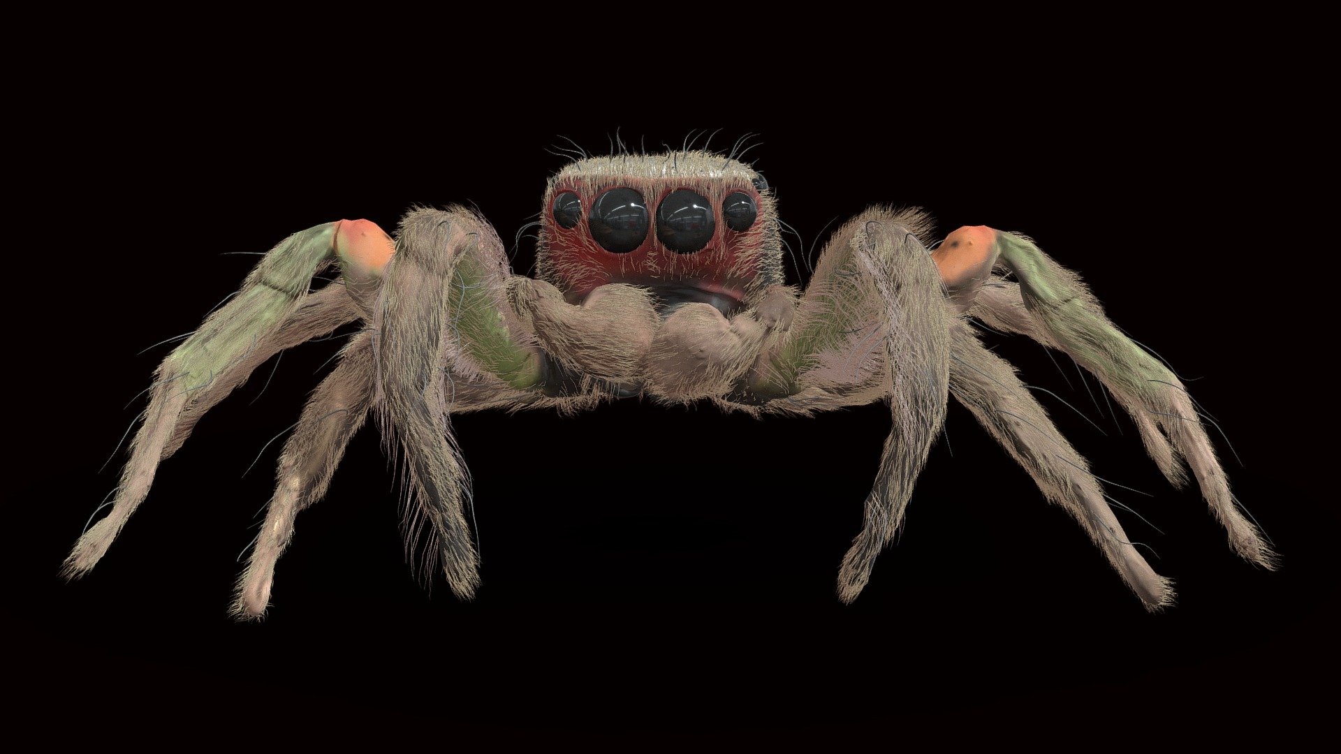 Model A Jumping Spider Resting Pose Download Free D Model By Digitallife D Debe