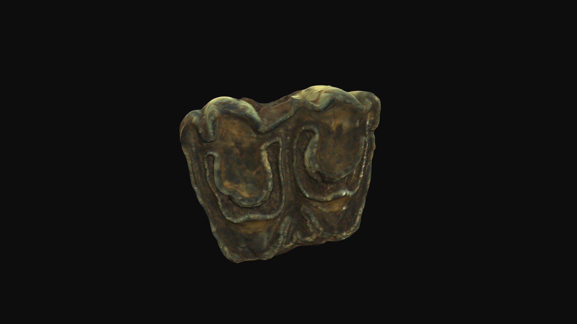 Bison, upper molar. Big Bone Lick, KY