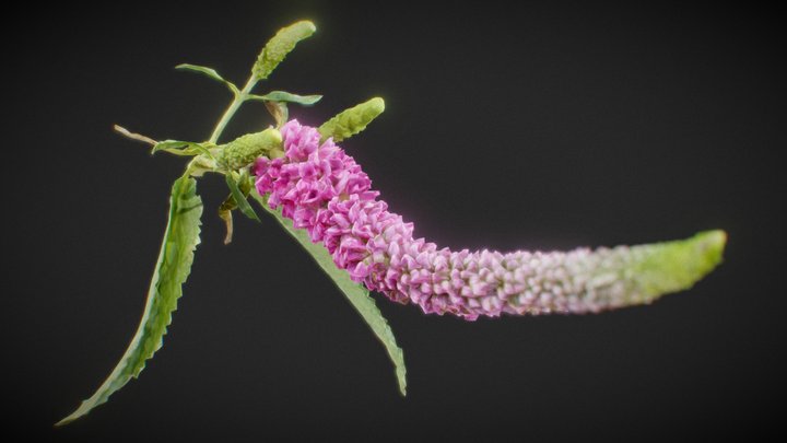 Summer Lilac Buddleja Davidii Butterfly Bush 3D Model