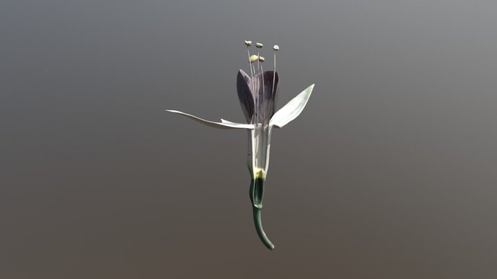 Fleur de fuchsia 3D Model