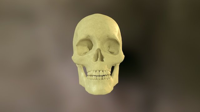 Lowpoly / Medium poly - Skull 3D Model