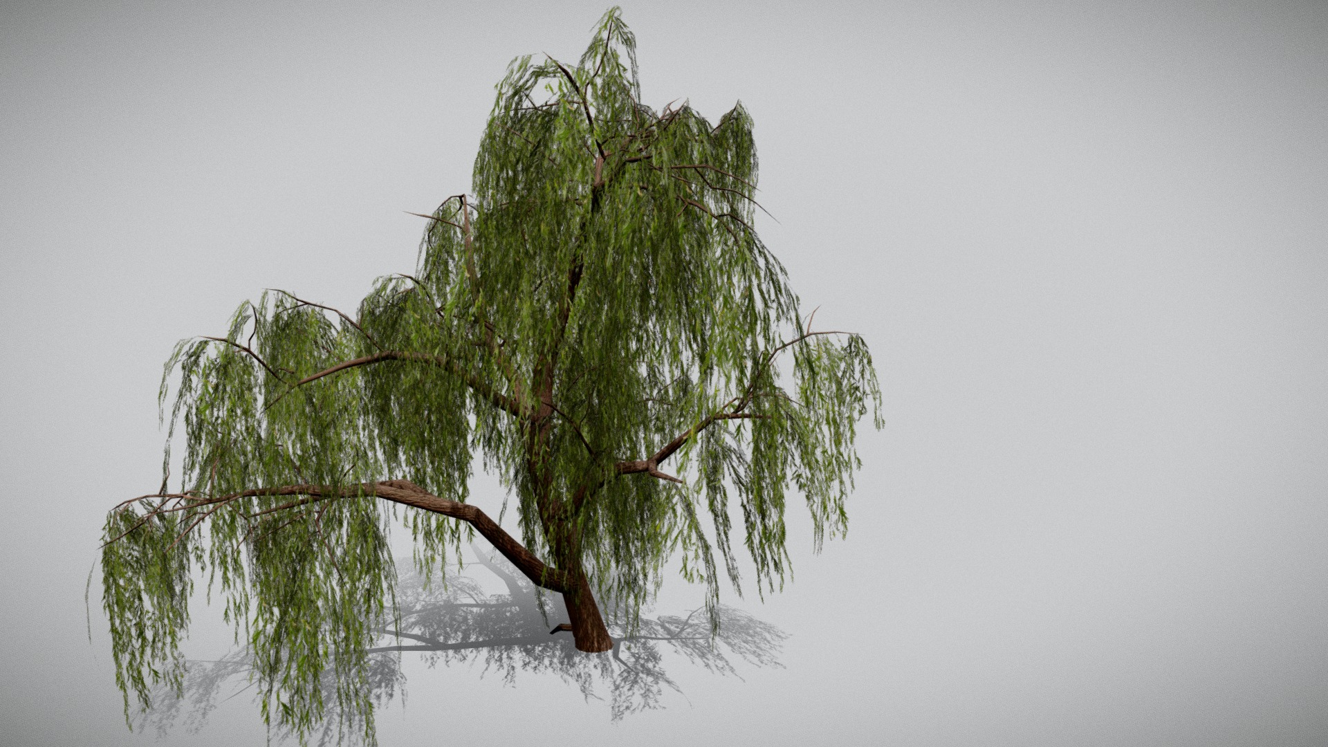 3D model Weeping Willow - This is a 3D model of the Weeping Willow. The 3D model is about a pine tree in the snow.