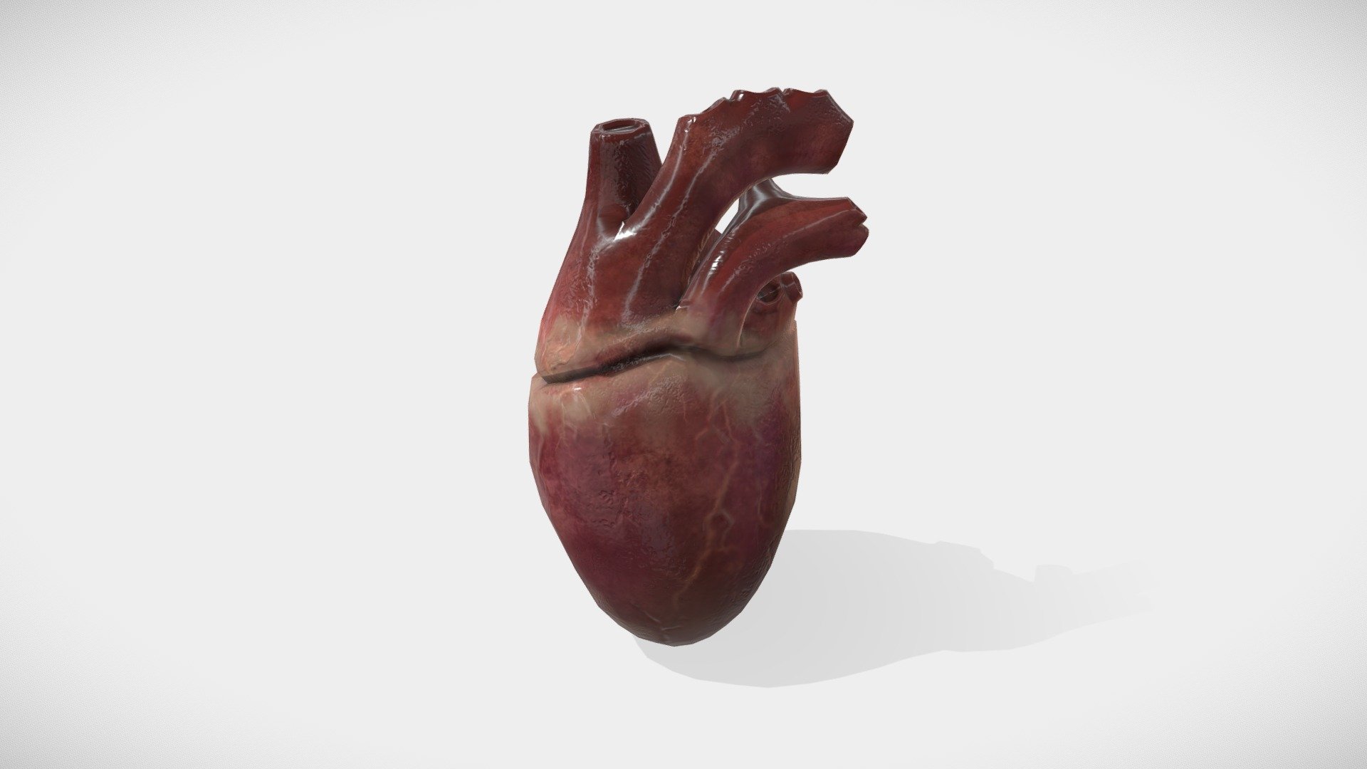 Heart - animated anatomical 3d model - Download Free 3D model by ...