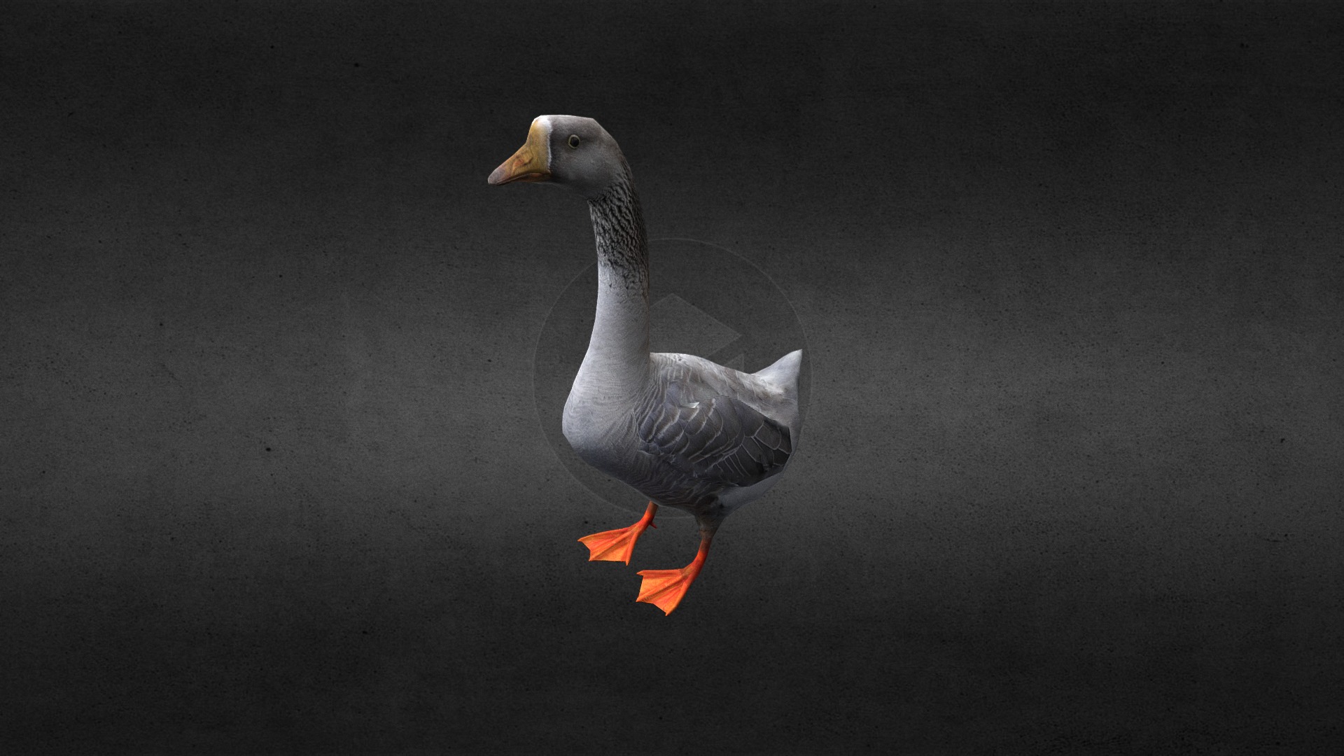 3D model Goose - This is a 3D model of the Goose. The 3D model is about a duck walking on pavement.