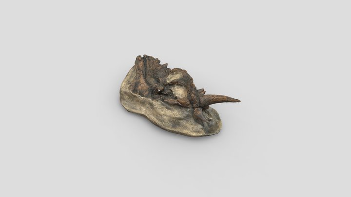 Dracorex hogwartzia koponya 3D Model