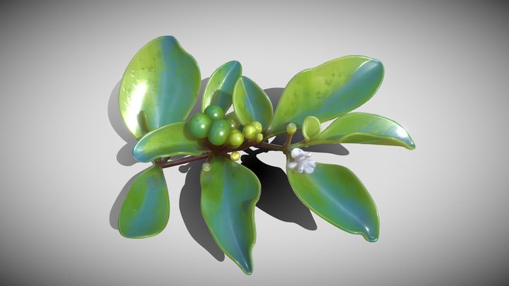 Solanum diphyllum – Modello 3D gratuito STL