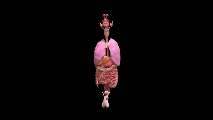 Internal Organs 3D Model