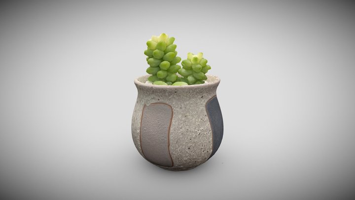 succulent plants5 3D Model