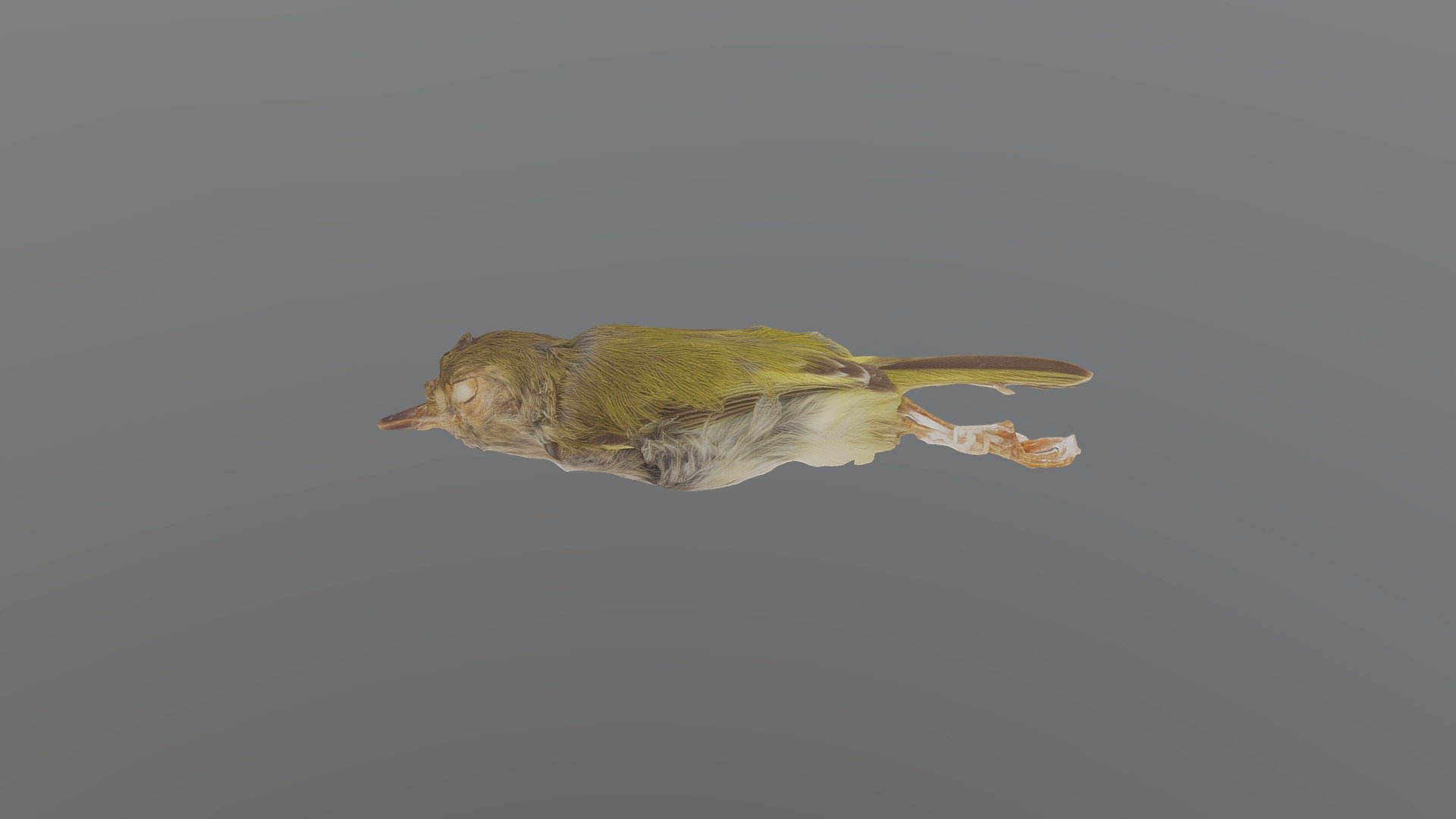 Paleeyed Pygmy Tyrant Atalotriccus pilaris Download Free 3D model