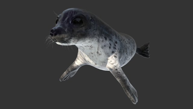 Common Seal 3D Model