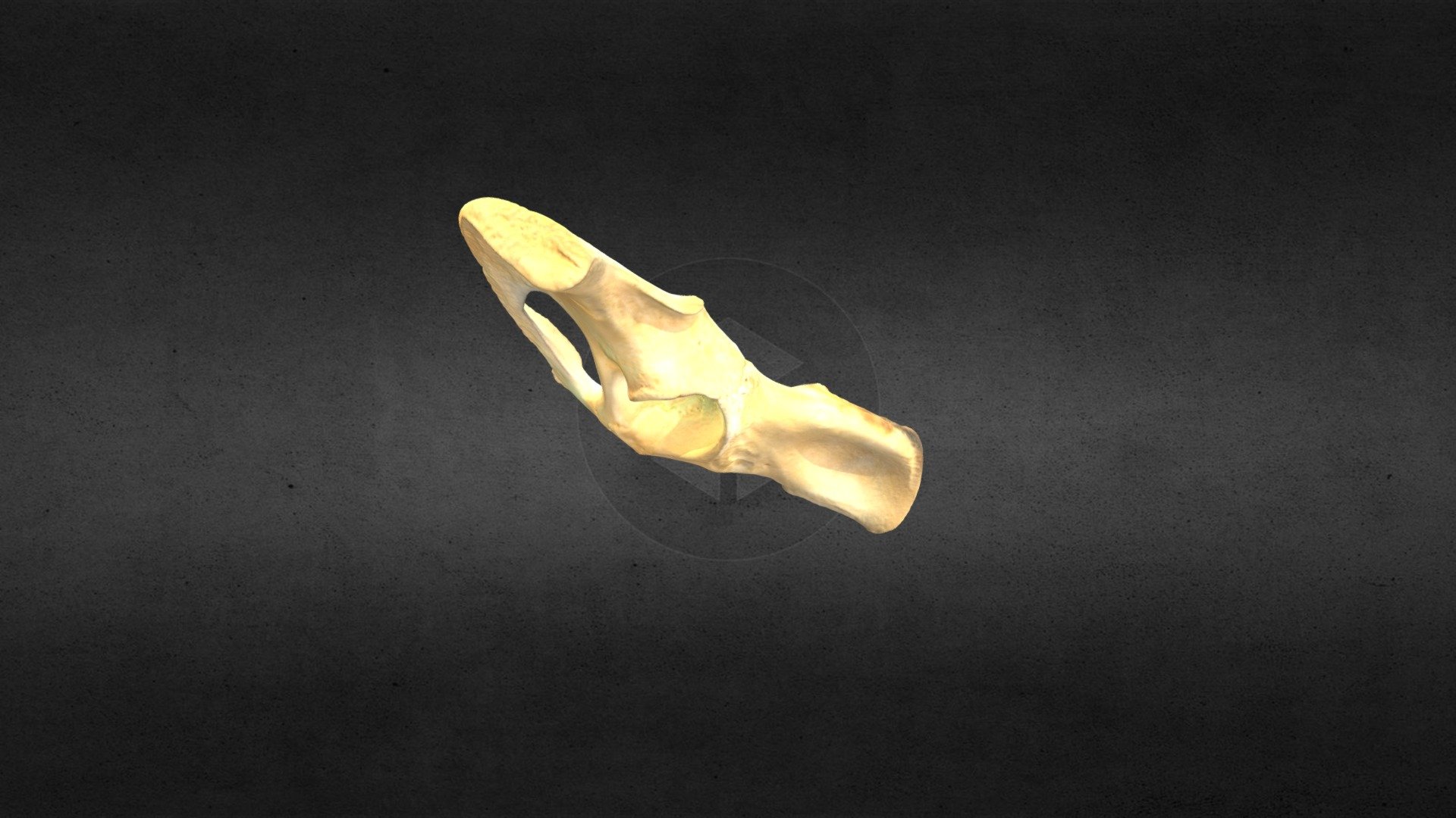 MSCC098 Puma concolor Juvenile Right Pelvis