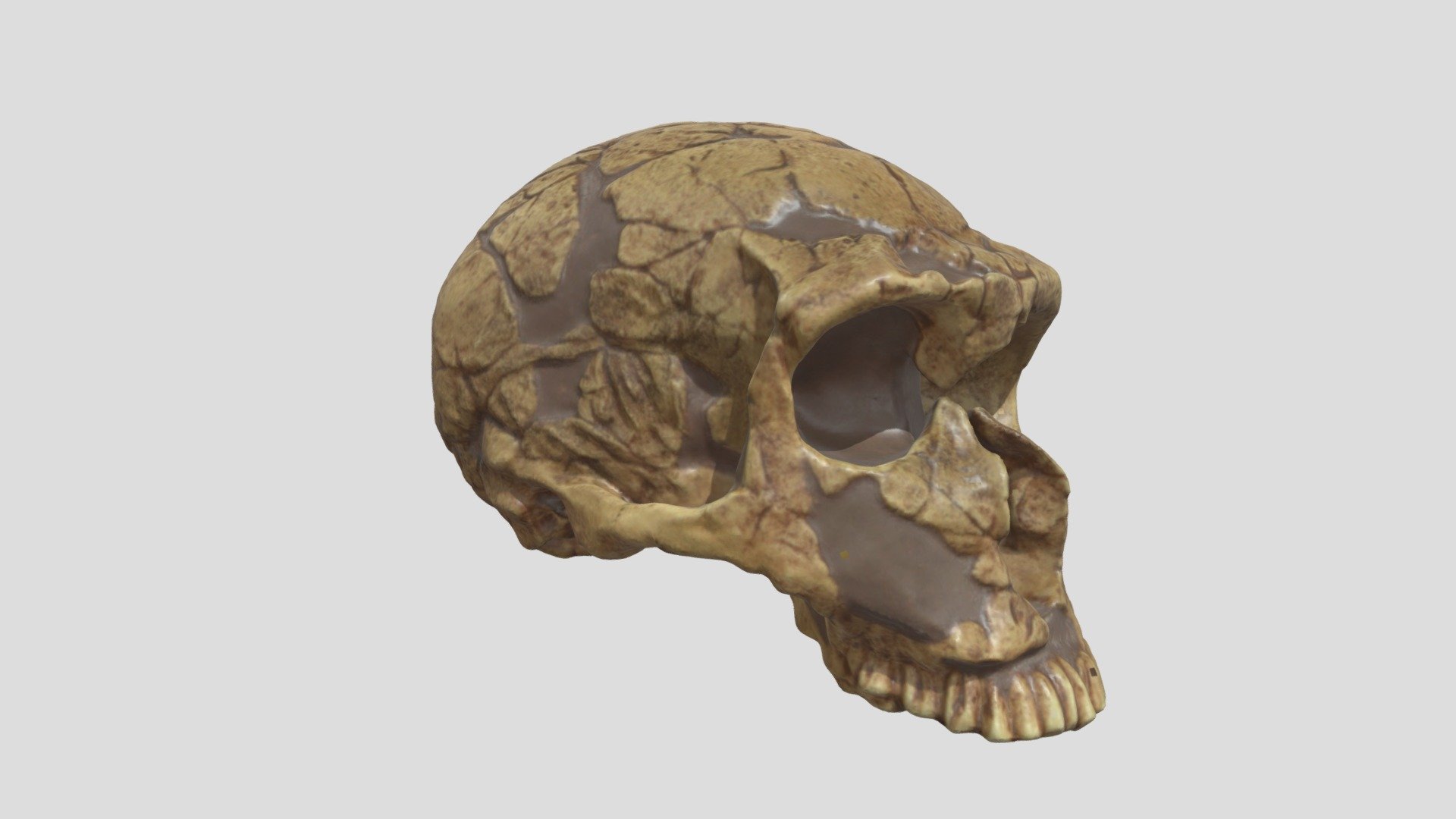 Homo neanderthalensis (La Ferrassie 1)