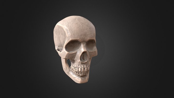 Skull 3D Model