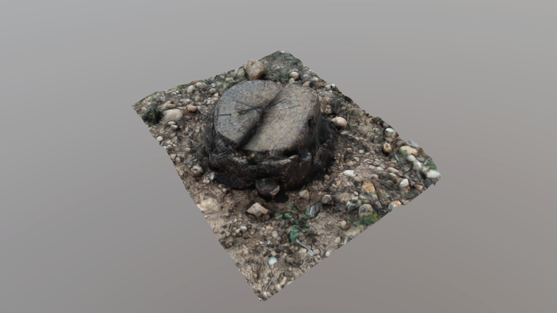 photogrammetric Small trunk low poly