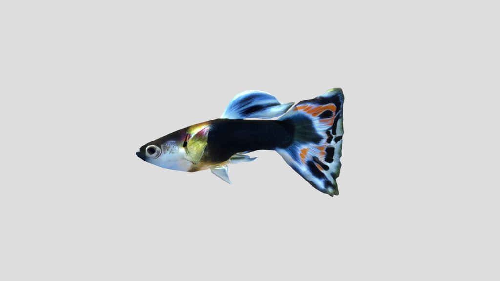 Citrus Yellow Guppy Male