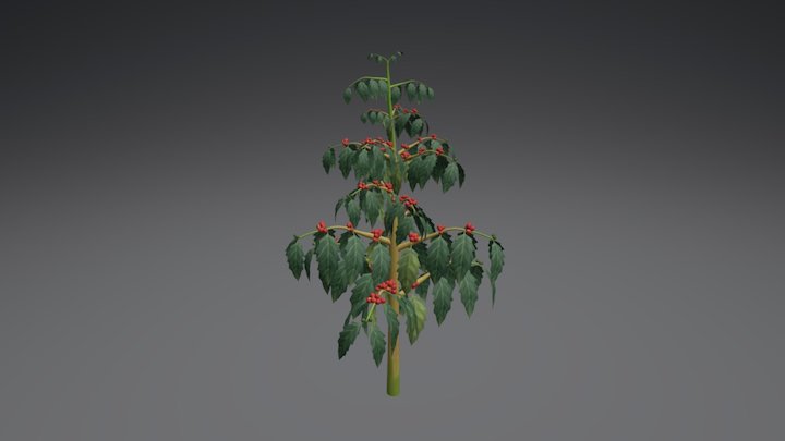 Coffee plant 3D Model