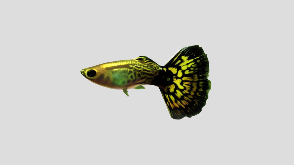 Mosaic Guppy Male