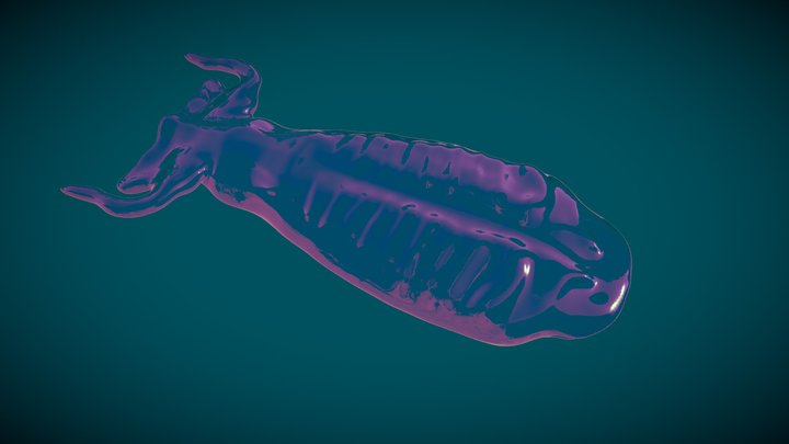 Sea Salp 3D Model