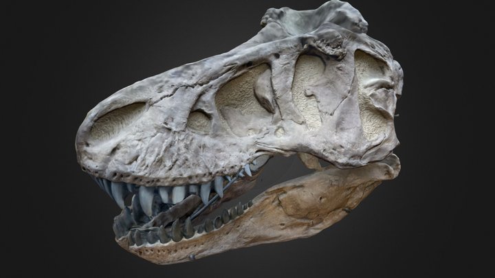 crane T Rex 3D Model