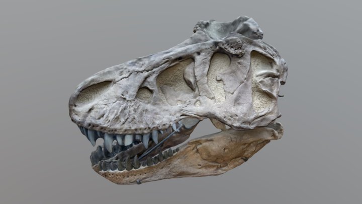 crane T Rex 3D Model