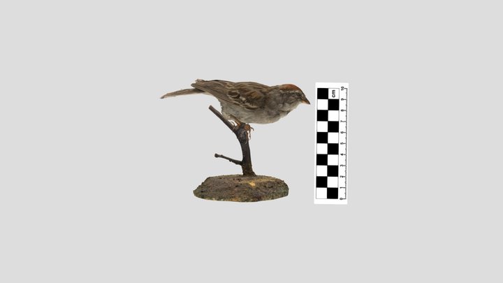 Passerellidae: chipping sparrow 3D Model