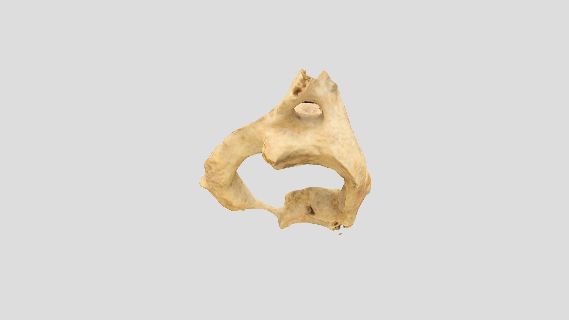 Qasr Hallabat Cistern vertebra