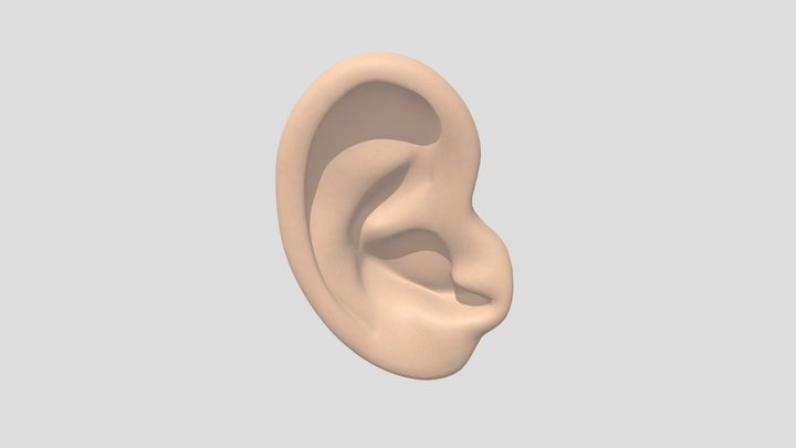 EAR 3D Model