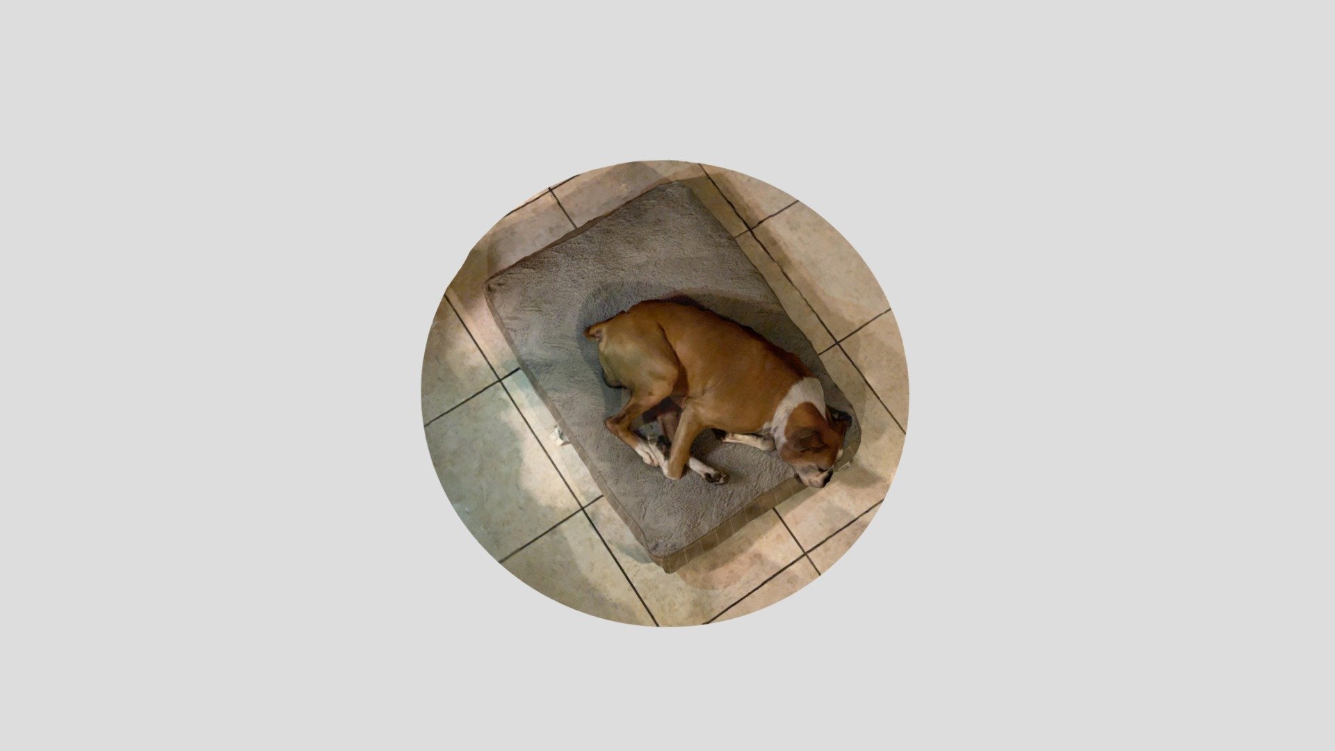 Yoshi Dog Scan