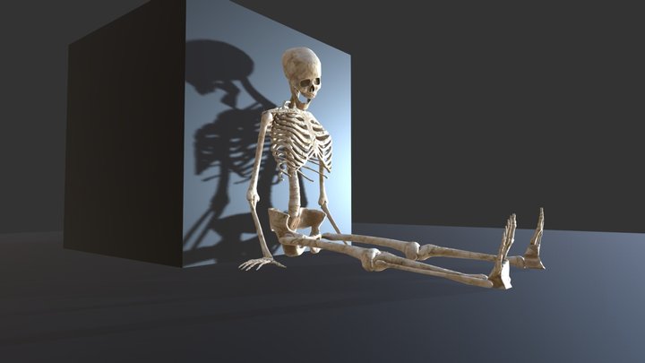 Rigged Skeleton (Seated Pose) 3D Model